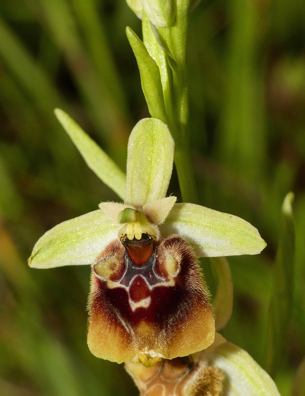 Ophrys lacaitae tra introgressioni e forme ibride  Molise 2023.